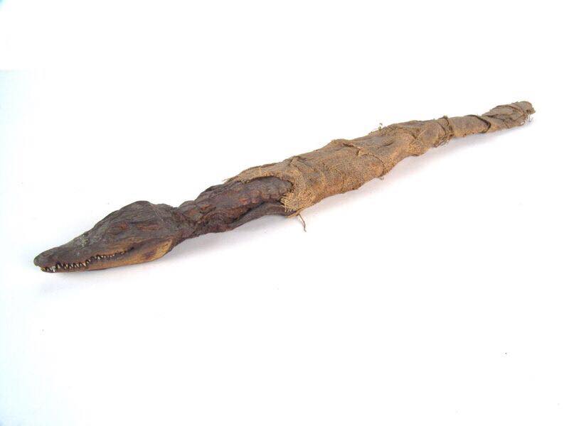 crocodilul de la muzeul de istorie